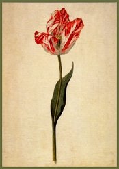 Leyster: Paroquet Tulip