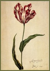 Leyster: Semper Augustas Tulip